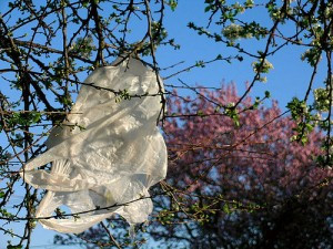 Plastic bags biodegradable