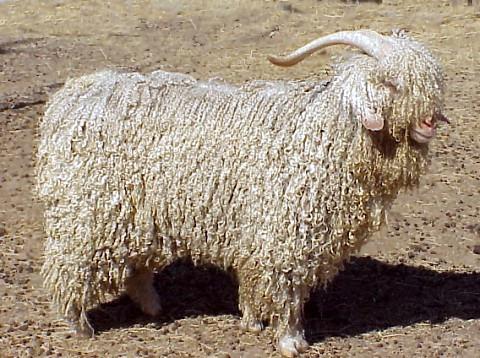 What Is Mohair?